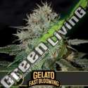 6 UND FEM - GELATO FBV BLIMBURN SEEDS 6 UND FEMINIZADAS