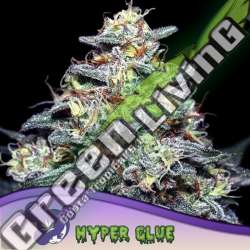 5 UND FEM - HYPER GLUE ANESIA SEEDS 5 FEMINIZADAS