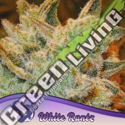 5 UND FEM - WHITE RUNTZ ANESIA SEEDS 5 FEMINIZADAS