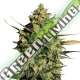 10 UND FEM - AUTO MASTER KUSH NIRVANA 10 UND FEMINIZADAS