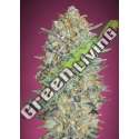 10 UND FEM - GELATO 33 ADVANCED SEEDS 10 UND FEM