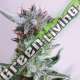 5 UND FEM - CITY KUSH EXCLUSIVE SEEDS 5 UND FEM