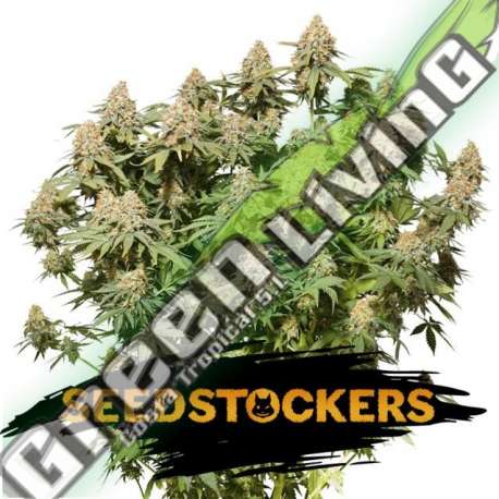 25 UND FEM - MOBY DICK SEEDSTOCKERS 25 UND FEMINIZADAS