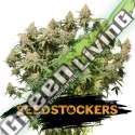 25 UND FEM - MOBY DICK SEEDSTOCKERS 25 UND FEMINIZADAS