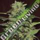 5 UND FEM - GASOLINE EXCLUSIVE SEEDS 5 UND FEM
