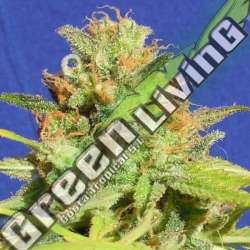 10 UND FEM - ZKITTLEZ AUTO ORIGINAL SENSIBLE 10 UND FEMINIZADAS