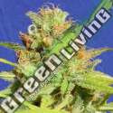 10 UND FEM - ZKITTLEZ AUTO ORIGINAL SENSIBLE 10 UND FEMINIZADAS