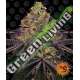5 UND FEM - WATERMELON ZKITTLEZ BARNEY'S FARM 5 UND FEMINIZADAS