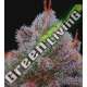 5 UND FEM - EL XUPET NEGRE R-KIEM SEEDS 5 UND FEMINIZADAS
