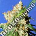 10 UND FEM - BLUEBERRY COOKIES AUTO ORIGINAL SENSIBLE 10 UND FEMINIZADA