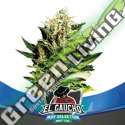 7 UND FEM - EL GAUCHO FAST VERSION BSF SEEDS 7 FEMINIZED SEEDS