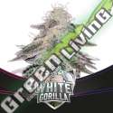 7 UND FEM - WHITE GORILLA - DRAFT LINE BSF SEEDS 7 UND FEMINIZADAS