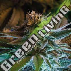 12 UND FEM - GORILLA GLUE AUTO BSF SEEDS 12 UND FEMINIZADAS