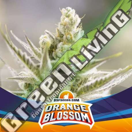 12 UND FEM - ORANGE BLOSSOM XXL AUTO BSF SEEDS 12 UND FEMINIZADAS