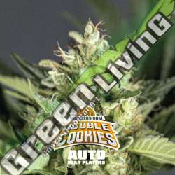 12 UND FEM - DOUBLE COOKIES AUTO BSF SEEDS 12 UND FEMINIZADAS