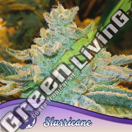 5 UND FEM - SLURRICANE ANESIA SEEDS 5 FEMINIZADAS