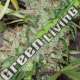10 UND REG - PINEAPPLE BANANA BUD STANDARD ACE SEEDS 10 UND REGULARES
