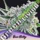 5 UND FEM - SOUR BETTY ANESIA SEEDS 5 FEMINIZADAS