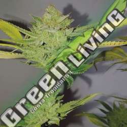 5 UND FEM - DR. LEMON OG EXCLUSIVE SEEDS 5 UND FEM