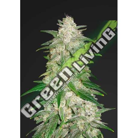 5 UND FEM - GELATO AUTO FASTBUDS SEEDS FEMINIZADA 5 UND