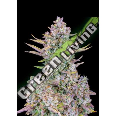 5 UND FEM - PURPLE PUNCH AUTO FASTBUDS SEEDS FEMINIZADA 5 UND