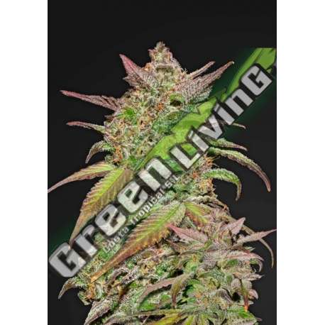 5 UND FEM - SMOOTHIE AUTO FASTBUDS SEEDS FEMINIZADA 5 UND