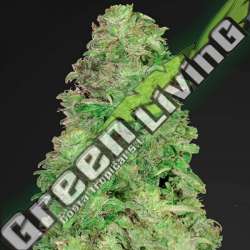 5 UND FEM - CBD AUTO 20:1 FASTBUDS SEEDS FEMINIZADA 5 UND