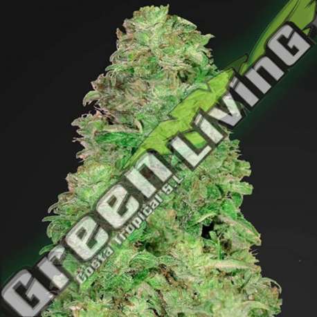 5 UND FEM - CBD AUTO 20:1 FASTBUDS SEEDS FEMINIZADA 5 UND