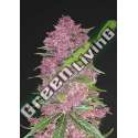 5 UND FEM - PURPLE LEMONADE FASTBUDS SEEDS FEMINIZADA 5 UND