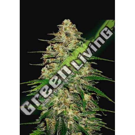 5 UND FEM - WEDDING CHEESECAKE AUTO FASTBUDS SEEDS FEMINIZADA 5 UND