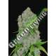 5 UND FEM - ORANGE SHERBET AUTO FASTBUDS SEEDS FEMINIZADA 5 UND