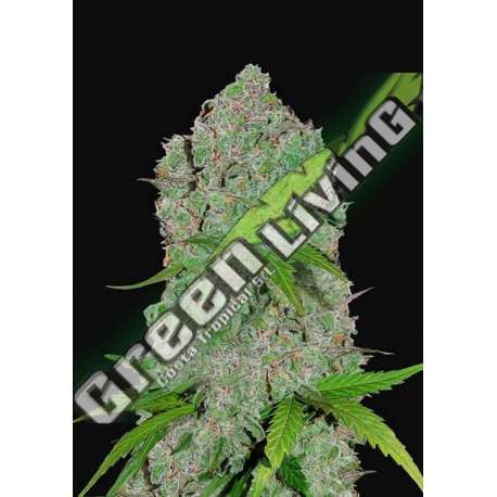 5 UND FEM - ORANGE SHERBET AUTO FASTBUDS SEEDS FEMINIZADA 5 UND