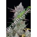 5 UND FEM - GORILLA COOKIES AUTO FASTBUDS SEEDS FEMINIZADA 5 UND