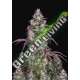 5 UND FEM - LEMON PIE AUTO FASTBUDS SEEDS FEMINISED 5 SEEDS