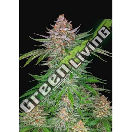 5 UND FEM - STRAWBERRY PIE AUTO FASTBUDS SEEDS FEMINIZADA 5 UND