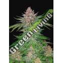 5 UND FEM - STRAWBERRY PIE AUTO FASTBUDS SEEDS FEMINIZADA 5 UND