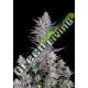 5 UND FEM - WEDDING GLUE AUTO FASTBUDS SEEDS FEMINIZADA 5 UND