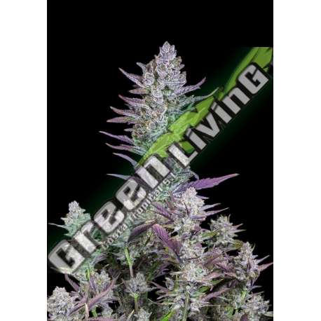 5 UND FEM - WEDDING GLUE AUTO FASTBUDS SEEDS FEMINIZADA 5 UND