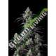 5 UND FEM - MIMOSA CAKE AUTO FASTBUDS SEEDS FEMINIZADA 5 UND