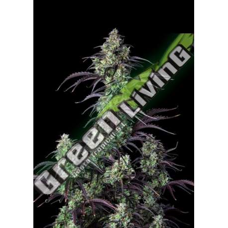 5 UND FEM - MIMOSA CAKE AUTO FASTBUDS SEEDS FEMINIZADA 5 UND