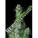 5 UND FEM - KOSHER CAKE AUTO FASTBUDS SEEDS FEMINIZADA 5 UND
