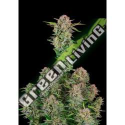 5 UND FEM - AUTO BRUCE BANNER FASTBUDS SEEDS FEMINIZADA 5 UND