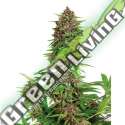 10 UND FEM - BUDDHA PURPLE KUSH (BLISTER) BUDDHA SEEDS