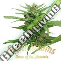 10 UND FEM - DFA AUTOFLOWERING SUPER STRAINS 10 UND FEMINIZADA