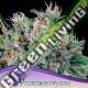 5 UND FEM - AMNESIA FLASH ANESIA SEEDS 5 FEMINIZADAS