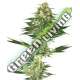10 UND FEM - BANANA KUSH SENSI WHITE LABEL 10 UND FEMINIZADAS