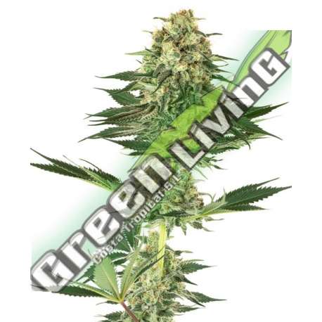 10 UND FEM - BANANA KUSH SENSI WHITE LABEL 10 UND FEMINIZADAS
