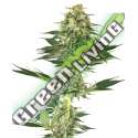 10 UND FEM - BANANA KUSH SENSI WHITE LABEL 10 UND FEMINIZADAS