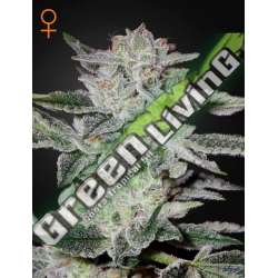 10 UND FEM - SWEET VALLEY KUSH GREEN HOUSE 10 UND FEMINIZADAS