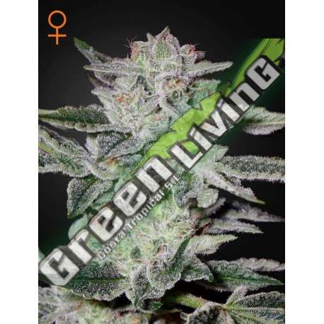 10 UND FEM - SWEET VALLEY KUSH GREEN HOUSE 10 UND FEMINIZADAS